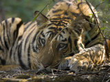 Bengal Tiger, Close-up Profile of Large Male Tiger Laying on Ground, Madhya Pradesh, India
