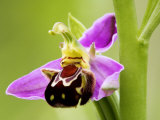Buy Bee Orchid, Close up of Single Flower, UK at AllPosters.com