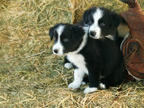 Border Collie Puppies