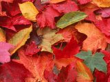 Fall Leaves