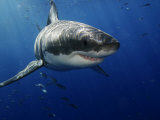 Buy Great White Shark, Guadalupe Island, Mexico at AllPosters.com