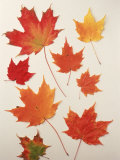 Maple Leaves in Fall
