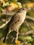 House Sparrow, Male Perching, Middlesex