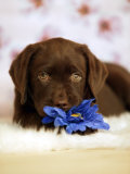 Puppy with Flower