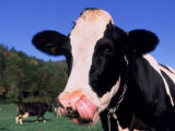 Holstein Cow Sticking its Tongue Out