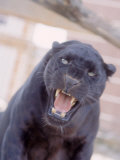 Black Panther Snarling