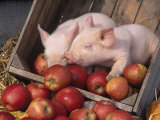 Mixed Breed Piglets in Apple Cart