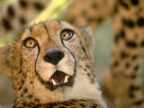 Cheetah, Cango Wildlife Ranch, Oudtshoorn, South Africa