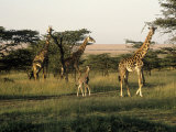 Giraffes, Masai Mara National Park, Kenya