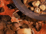 Buy Gold Nuggets and Dust in Pan by Rocky Stream at AllPosters.com