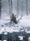 Elk-Bull Grazing in Winter, WY