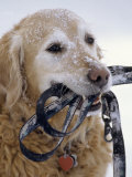 Golden Retriever with Leash in Mouth