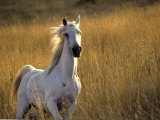 Horse Galloping, Half Moon Bay, California