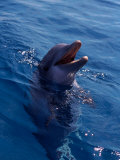Bottle-Nosed Dolphin