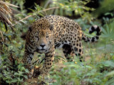 Jaguar in the Wild