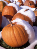 Buy Pumpkins in Snow at AllPosters.com