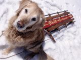 Buy Dog and Old Sled, Breckenridge, CO at AllPosters.com