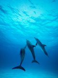 Buy Atlantic Spotted Dolphins Underwater at AllPosters.com