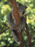 Koala Sleeping in a Tree, Australia