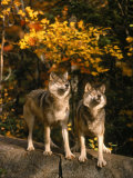 Two Alert Timber Wolves Standing on a Rock