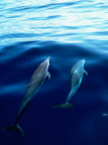 Overview of Dolphins Swimming Underwater
