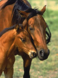 Mare and Colt