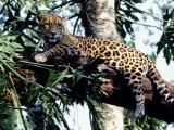 Jaguar Lying on a Tree Limb, Belize