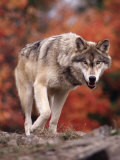 Buy Timber Wolf at AllPosters.com