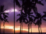 Buy Silhouette of Palm Trees, Hawaii at AllPosters.com