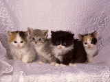 Buy Kittens at AllPosters.com