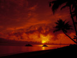 Silhouette of Palm Trees at Sunset, Oahu, HI