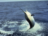 Swordfish Leaping in the Ocean
