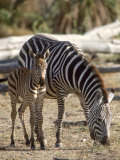 Zebra and Foal, Serengeti National Park, Tanzania