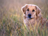Golden Retriever in Field, Summit County, CO