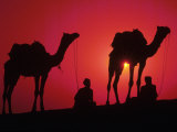 Buy Silhouette of Men and Camels, India at AllPosters.com