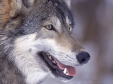 Close-up of a Wolf, Canis Lupus