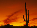 Buy Silhouette of a Cactus at AllPosters.com