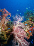 Soft Coral, Truck Lagoon, Micronesia