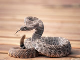 Prairie Rattlesnake (Crotalus Viridis Viridis)