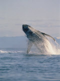 Breaching Humpback Whale