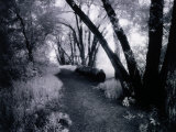 Buy Path Through the Woods, Infrared Photograph at AllPosters.com
