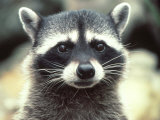 Close-up of a Raccoon
