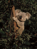 Adolescent Northern Koala Bear