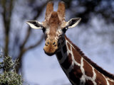 Reticulated Giraffe, Kenya