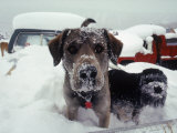 Dogs Covered in Snow, Crested Butte, CO