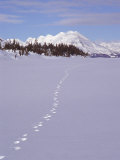 Buy Wolf Tracks and Mountain Range, Alaska at AllPosters.com