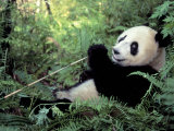 Giant Panda Feeding on Bamboo Leaves