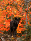 Black Timber Wolf in Autumn Forest