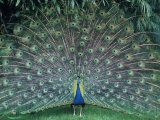 Peacock with its Tail Fanned Out