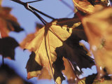 Buy Autumn Color of Maple Leaves, CO at AllPosters.com
